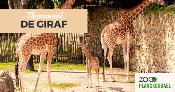 5 dingen over een giraf die je nog niet wist!