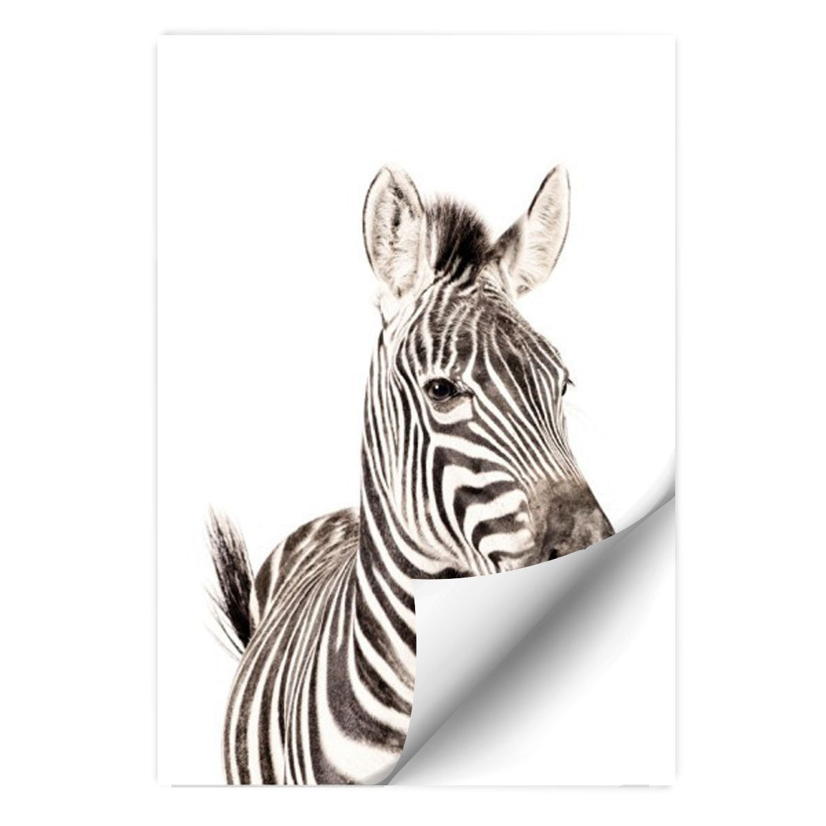 Magneetsticker rechthoek / Zebra